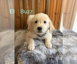 Image preview for Ad Listing. Nickname: Buzz
