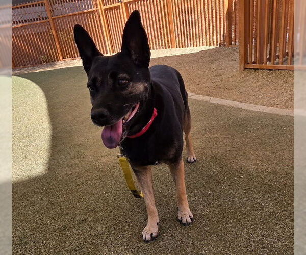 Medium Photo #3 German Shorthaired Lab Puppy For Sale in Las Vegas, NV, USA