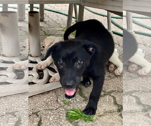 Labrador Retriever-Unknown Mix Dogs for adoption in Hillsboro, MO, USA