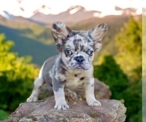 French Bulldog Puppy for sale in TUCSON, AZ, USA