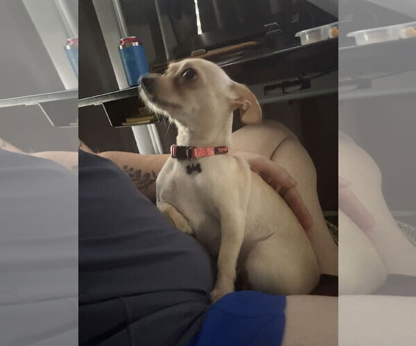 Medium Photo #1 Chihuahua Puppy For Sale in Orlando, FL, USA