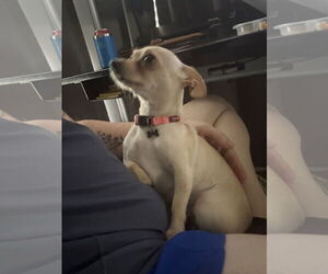Chihuahua Dogs for adoption in Orlando, FL, USA