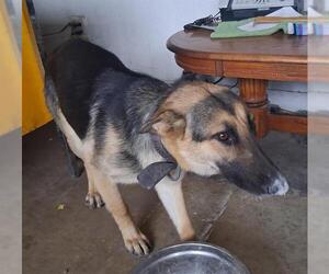 German Shepherd Dog-Unknown Mix Dogs for adoption in San Antonio, TX, USA