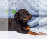 Small Photo #6 Rottweiler Puppy For Sale in BENSON, NC, USA