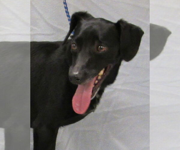 Medium Photo #3 Chiweenie Puppy For Sale in Conroe, TX, USA