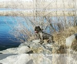 Small Photo #4 Cane Corso Puppy For Sale in DENVER, CO, USA