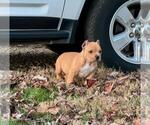 Small Photo #1 American Bully Puppy For Sale in ATHENS, TN, USA