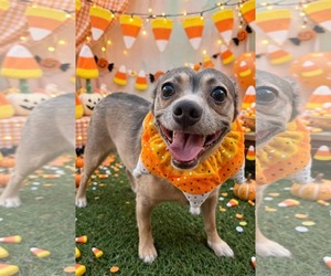 Chihuahua-Unknown Mix Dogs for adoption in Phoenix, AZ, USA