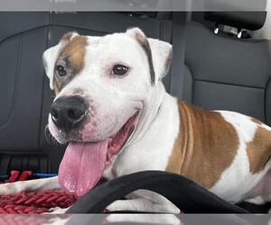 American Bulldog-Unknown Mix Dogs for adoption in Grand Prairie, TX, USA