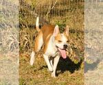 Small #1 Mutt