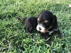 Small Photo #3 Miniature Bernedoodle Puppy For Sale in SIGOURNEY, IA, USA