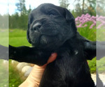 Small Photo #2 Labradinger Puppy For Sale in RATHDRUM, ID, USA