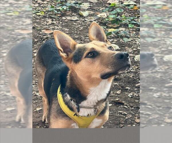 Medium Photo #2 German Shepherd Dog-Unknown Mix Puppy For Sale in Santa Barbara, CA, USA