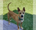 Small #1 Basenji-Carolina Dog Mix