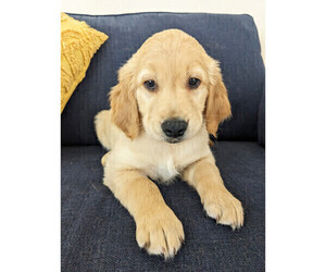 Medium Golden Retriever