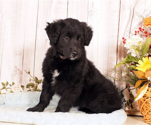 Golden Retriever-Unknown Mix Puppy for sale in PENNS CREEK, PA, USA