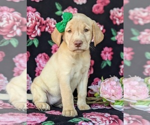 Medium Labrador Retriever