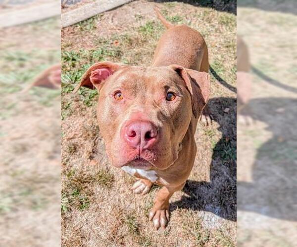 Medium Photo #1 American Staffordshire Terrier-Unknown Mix Puppy For Sale in Akron, OH, USA