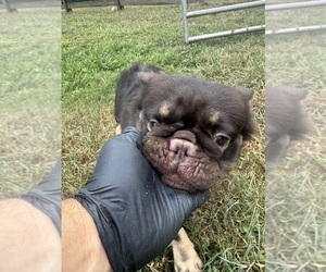 Father of the French Bulldog puppies born on 06/20/2025