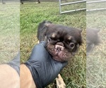 Small Photo #1 French Bulldog Puppy For Sale in LAWRENCEVILLE, GA, USA