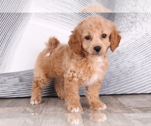 Goldendoodle (Miniature) Puppy for sale in WESTPOINT, IN, USA