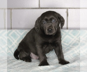 Labrador Retriever Puppy for sale in FREDERICKSBURG, OH, USA