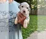Small Photo #9 Dalmatian Puppy For Sale in WEBSTER, NY, USA