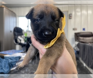 Belgian Malinois Puppy for Sale in REESEVILLE, Wisconsin USA