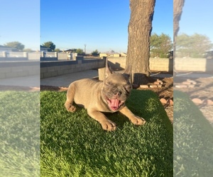 French Bulldog Puppy for sale in UNIVERSAL CITY, CA, USA