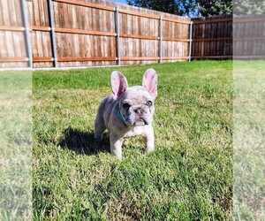 French Bulldog Puppy for sale in PASCO, WA, USA