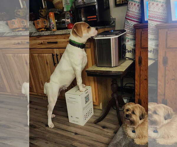 Medium Photo #7 Boxer-Unknown Mix Puppy For Sale in Hinton, WV, USA