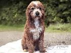 Small Photo #1 Cavapoo Puppy For Sale in EPHRATA, PA, USA