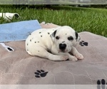 Small Photo #4 Dalmatian Puppy For Sale in MERRITT IS, FL, USA