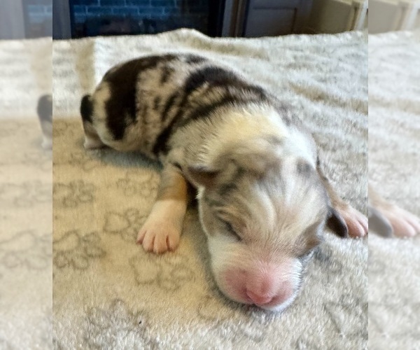 Medium Photo #63 Australian Shepherd Puppy For Sale in SALISBURY, NC, USA