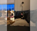 Small #22 Australian Shepherd Mix