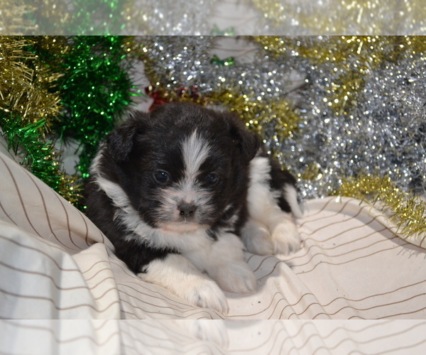 Medium Photo #4 Shiranian Puppy For Sale in GREENWOOD, WI, USA
