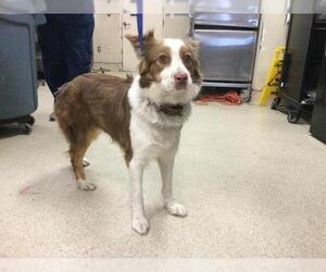 Australian Shepherd Dogs for adoption in Riverside, CA, USA