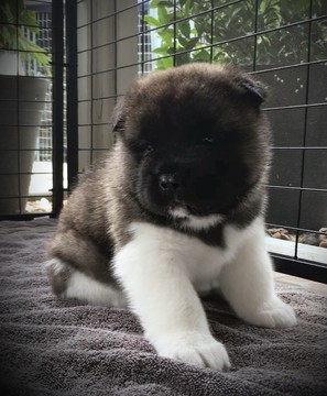 Medium Photo #1 Akita Puppy For Sale in PORT CHARLOTTE, FL, USA