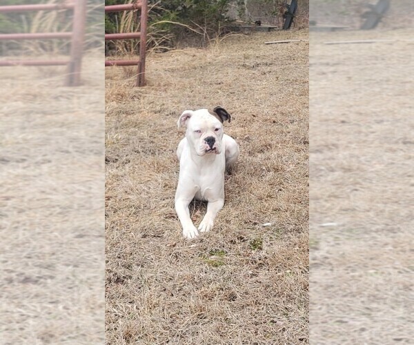 Medium Photo #9 Boxer Puppy For Sale in STAFFORD SPRINGS, CT, USA