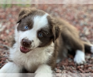 Miniature Australian Shepherd Puppy for sale in LOWGAP, NC, USA