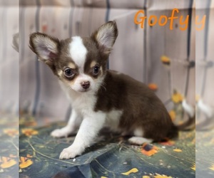 Chihuahua Puppy for sale in HOMERVILLE, GA, USA