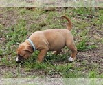 Small #12 American Pit Bull Terrier