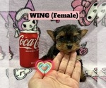 Puppy Wing Yorkshire Terrier