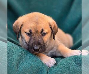 Labrador Retriever-Unknown Mix Dogs for adoption in San Diego, CA, USA