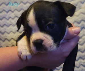 Boston Terrier Puppy for sale in KIRKSVILLE, MO, USA