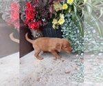 Small #1 Golden Retriever