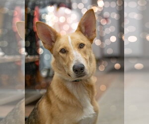 Collie-Unknown Mix Dogs for adoption in Woodbury, NY, USA