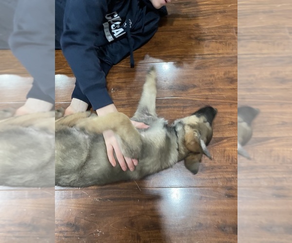 Medium Photo #3 German Shepherd Dog Puppy For Sale in MADISON HEIGHTS, VA, USA