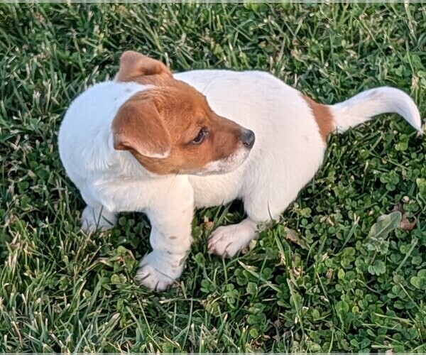 Medium Photo #33 Jack Russell Terrier Puppy For Sale in APPLE GROVE, WV, USA