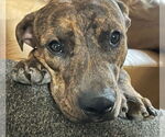 Small American Pit Bull Terrier Mix